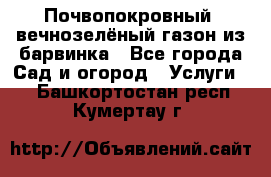 Почвопокровный, вечнозелёный газон из барвинка - Все города Сад и огород » Услуги   . Башкортостан респ.,Кумертау г.
